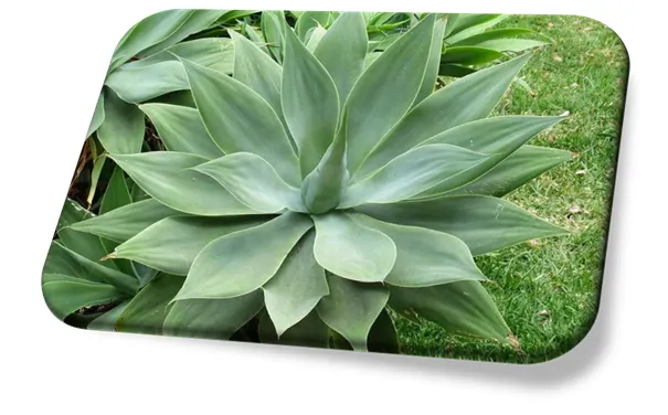 Agave