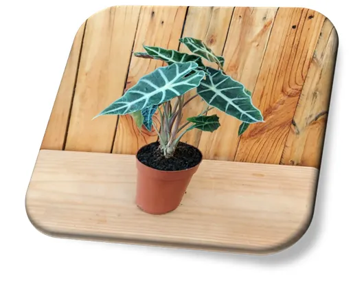 Alocasia