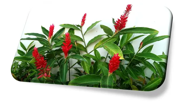 Alpinia