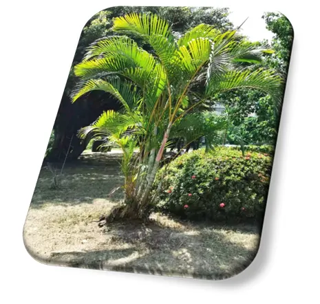 Areca-Bambu