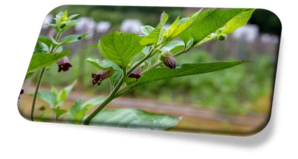Atropa belladonna