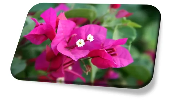 Bougainvillea