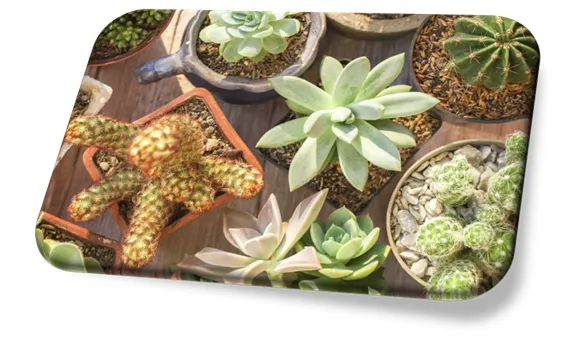 Cactos e Suculentas