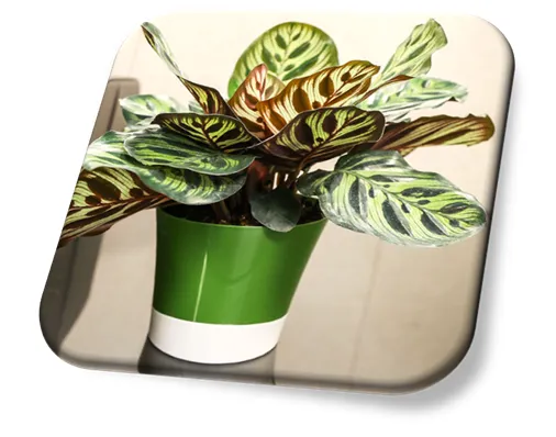 Calatheia