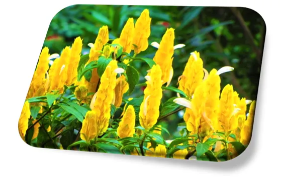 Camarão Amarelo