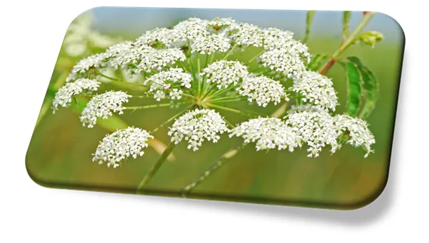 Cicuta