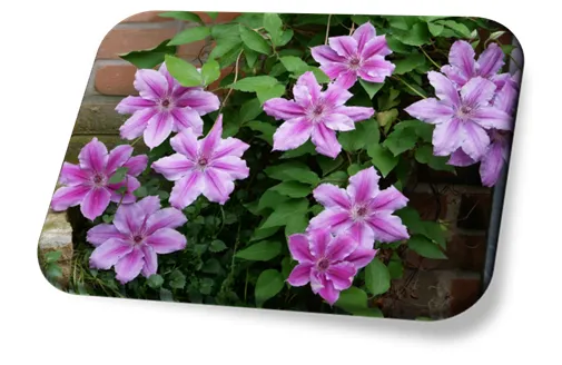 Clematis