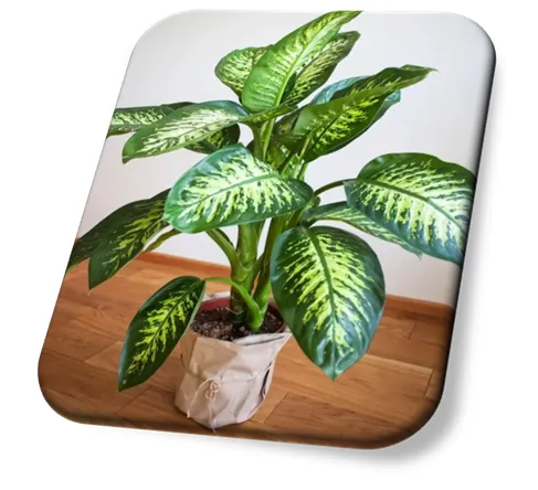 Comigo-ninguém-pode (Dieffenbachia)