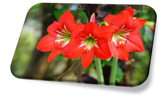 Como cuidar de Amaryllis
