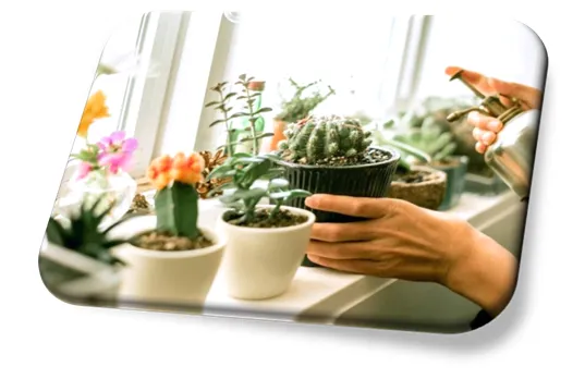 Como cuidar de Plantas