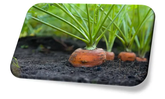 Como Plantar Cenoura