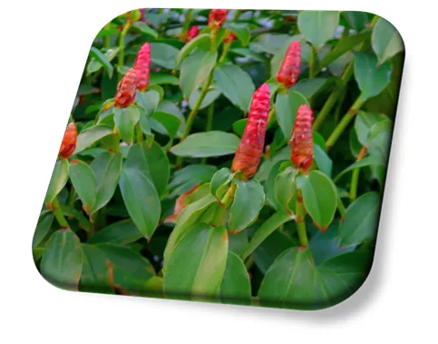 Costus