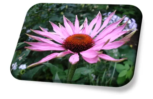 Echinacea