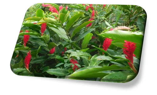 Flor Alpinia
