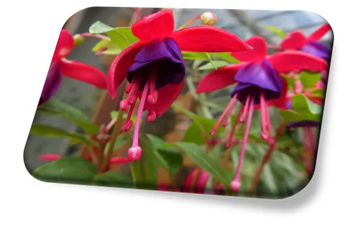 Flor Brinco de Princesa