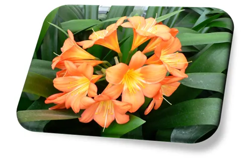 Flor Clivia