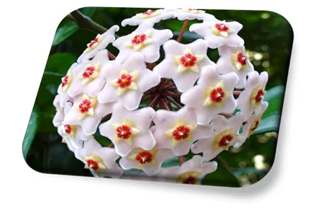 Flor-de-cera