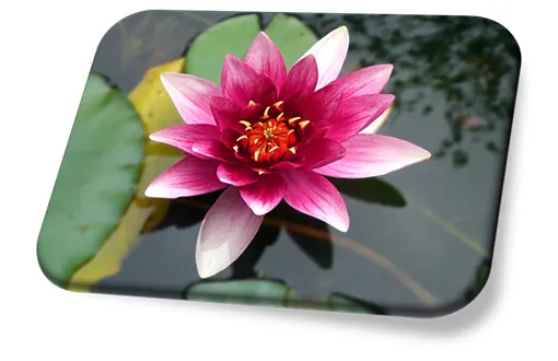 Flor-de-Lótus