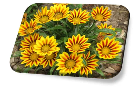 Flor Gazânia