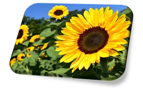 Flor Girassol