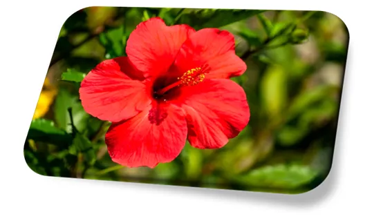 Flor Hibisco