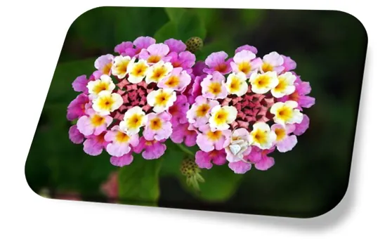 Flor Lantana