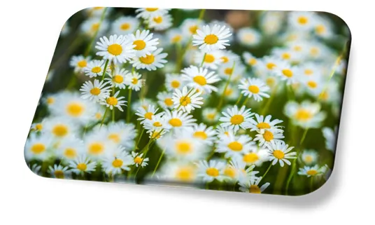 Flor Margarida