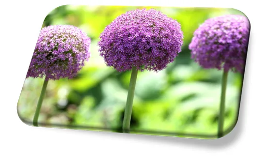 Flor Verbena