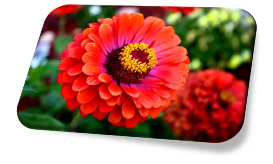 Flor Zínia