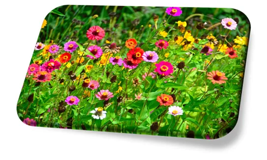 Flores para Jardim