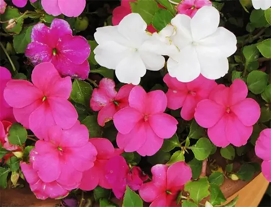 Flores para meia-sombra