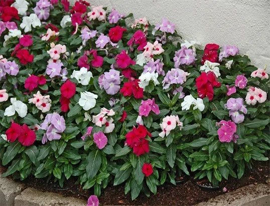 Flores que gostam de sol pleno
