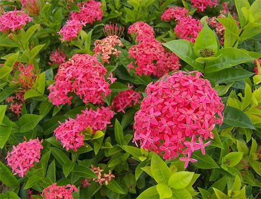 Flores resistentes e fáceis de cuidar