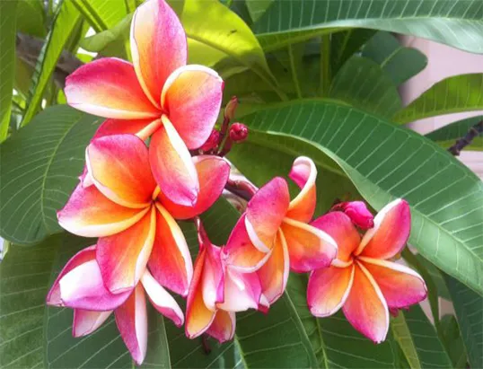 Flores tropicais e exuberantes