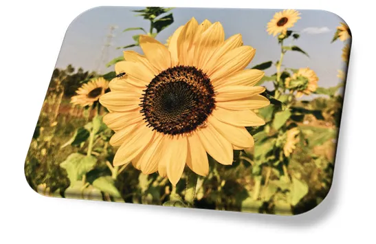 Girassol (Helianthus annuus)