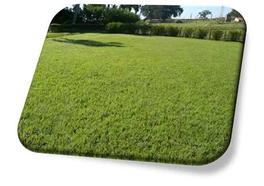 Grama Batatais