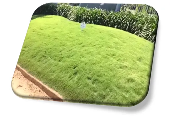 Grama Coreana