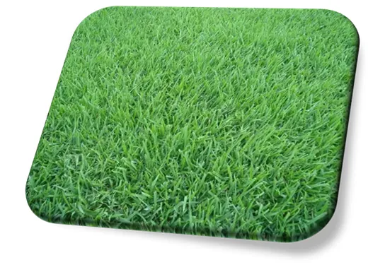 Grama Esmeralda (Zoysia japonica)