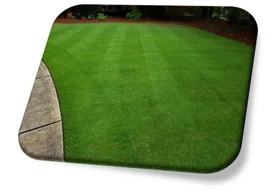 Grama Zoysia Matrella (tipo “Imperial”)