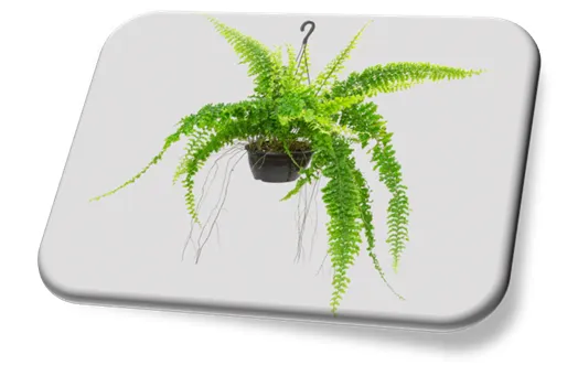 Herbáceas como a Samambaia