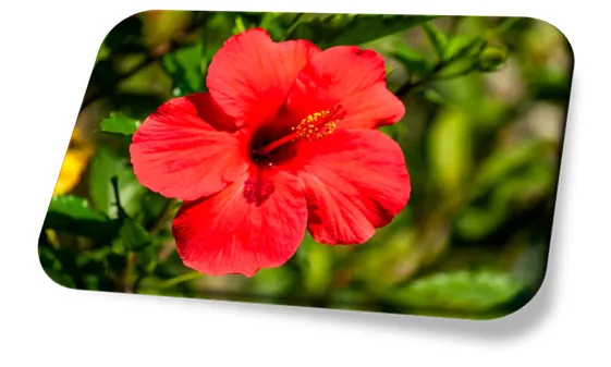 Hibisco