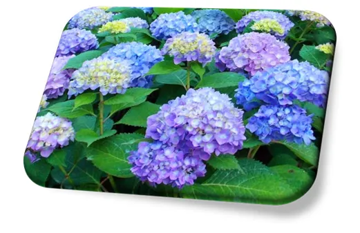 Hortênsia