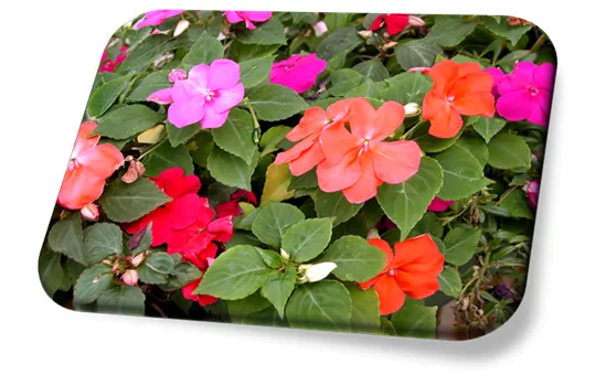Impatiens