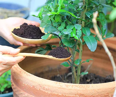 Adubo para Jardim