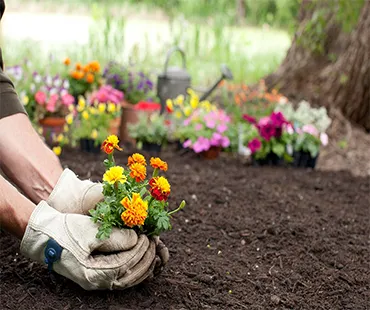 Flores para Jardim