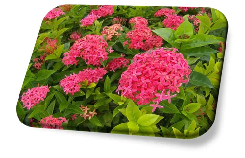 Ixora