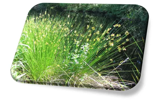 Juncus