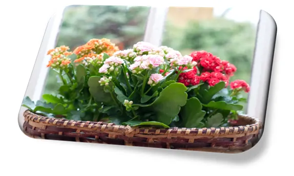 Kalanchoe