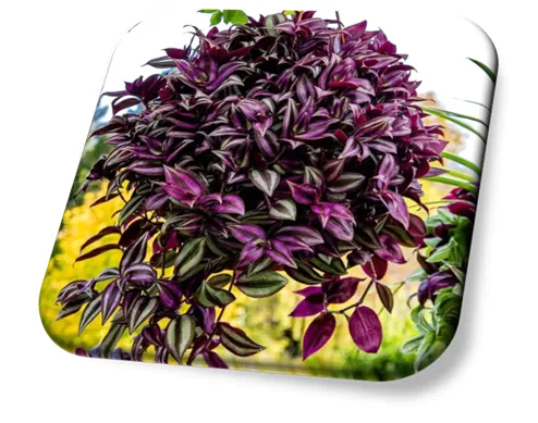 Lambari Roxo