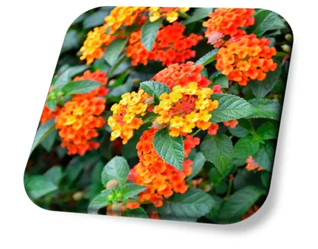 Lantana